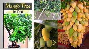 So the seed out of a great tasting fruit will likely produce a tree yielding horrible tasting fibrous fruit. Mango Tree In Pot Fast Bearing Fruit Too Miri City Sharing
