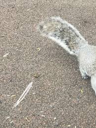 Image result for squirrel poop