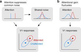 Attentional Fluctuations Induce Shared Variability In Macaque Primary Visual Cortex Nature Communications