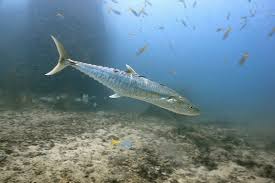 Check spelling or type a new query. Jenis Dan Gambar Ikan Tenggiri Paling Lengkap Nama Nama Hewan