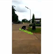 Zoo management and tourist influx in unilorin zoological garden, ilorin, nigeria · k.m. Gorilla Escapes From Unilorin Zoo Photos Crime Nigeria