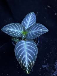 Image result for Gesneriaceae