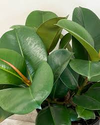The name rubber originates from the material's ability to erase pencil marks; Ficus Elastica Green Indian Rubber Plant Plantvine