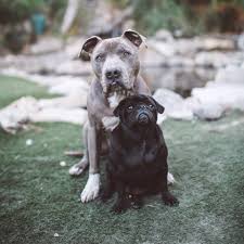 Cesar felipe millan favela, born on 27 august 1969, in culiacán, mexico, is a famous dog expert and whisperer. Facebook