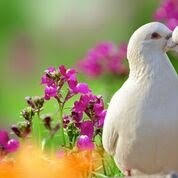 Andrew Noyce Obituary (2014)