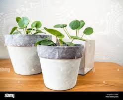 Image result for Pilea angolensis
