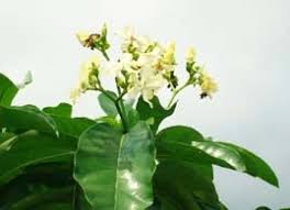 Image result for Voacanga