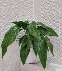 The pan under the pot was still filled to the brim with water, not sure how long ago she had watered it. Peace Lily Plant Spathiphyllum Guide Our House Plants