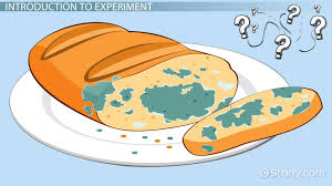 When disappearing object phenomena (dop) occur, a lot of people blame a poltergeist, if only half seriously. Bread Mold Experiment Video Lesson Transcript Study Com