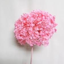 Check spelling or type a new query. Hydrangea Preserved Flower In Fresh Cut Flower Buy Hydrangea Preserved Flower In Fresh Cut Flower Hydrangea Preserved Flower In Fresh Cut Flower Hydrangea Preserved Flower In Fresh Cut Flower Product On Alibaba Com