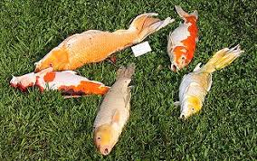 Every fish disease assumes different symptoms in. Fish Archives Page 10 Of 29 Dr Erik Johnson Veterinarian