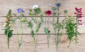 However, cut it back by half when cut back by half and it will produce later flowers. English Seasonal Flowers That Make The Cut The Real Flower Company Blog