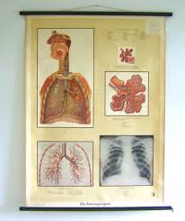 Anatomical Poster Medical Poster Lung Poster Lung Art
