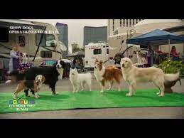 Will arnett, ludacris, natasha lyonne and others. Show Dogs OperaÅ£iunea Ham Ham Dublat Subtitrat Youtube