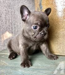 American bulldogs are very affectionate towards children but should be supervised because of their strength. French Bulldog Puppies For Adoption Near Me The Y Guide
