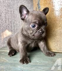 We very rarely get puppies through the rescue program. French Bulldog Puppies For Adoption Near Me The Y Guide