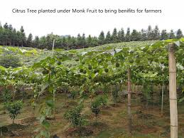 Find out how truvia® can work for you. 2017 Monk Fruit Planting Area Reduced 1 3 Than 2016