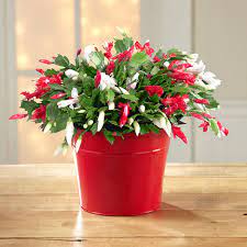Shop for christmas cactus art from the world's greatest living artists. Make It Merry Christmas Cactus Next Day Flower Delivery