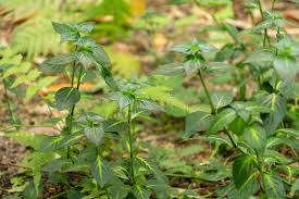 Image result for Rungia