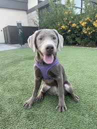 Superstition mountain labradors is located in apache junction just 45 minutes east of phoenix az. Labrador Retriever Puppies For Sale Phoenix Az 355629