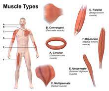 If the pain is severe or ch. Skeletal Muscle Wikipedia