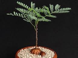 Image result for Elephantorrhiza elephantina