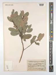 Image result for Mystroxylon