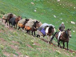 Pack Animals Colorado Trail Foundation