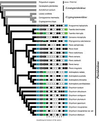 Image result for Actiniopteris dimorpha