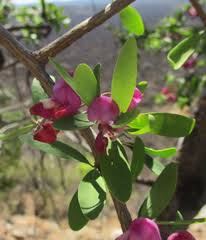 Image result for Orthochilus euanthus