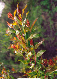 Image result for Punicaceae