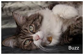 Op marktplaats vind je zowel maine coone kittens als een maine coone kat voor herplaatsing. Maine Coon Adoptions Home Facebook