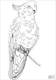 Find literacy activities including alphabet, oral language, and emergent reading, plus math activities including … Rose Breasted Cockatoo Coloring Page Coloringbay Coloring Home