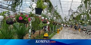 Akhir musim panas di korea selatan menjadi waktu yang tepat untuk melihat bunga cantik ini bermekaran. Florawisata San Terra Di Malang Wisata Bunga Yang Instagramable Halaman All Kompas Com