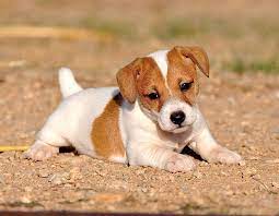 Beautiful Male Short Legged Jack Russell Puddin Line That Reaches Max Height Of 8 9 Inches Jack Russell Terrier Puppies Jack Russell Jack Russell Puppies