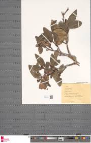 Image result for Helichrysum sulfureofuscum