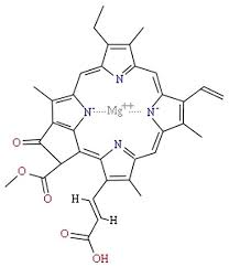 Comparing Hemoglobin And Chlorophyll Chlorophyll Chemical Structure Carbon Molecule