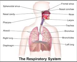 Wheels of heavy machinery like tractors is one of the major causes of soil compaction. Describe Human Respiratory System Brainly In