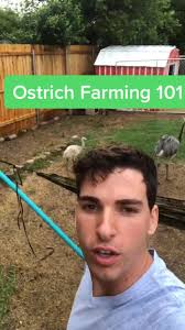 Prince Charming is a real turd burgler #ratite #ratites #ostrichfarm ...