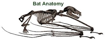 Maybe you would like to learn more about one of these? Bat Anatomy 101 The Various Bones Of The Wing Skeleton Earth Life