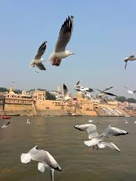 Image result for Manostachya