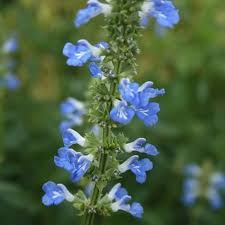 Image result for Lobelia uliginosa