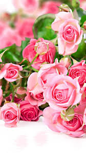 Hd wallpaper download with hindi shayari for boys and girls hd picture gallery. Flowers Mobile Wallpapers