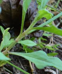 Image result for Oxygonum alatum