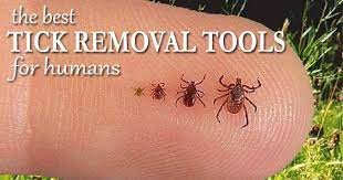 The Best Tick Removal Tools For Humans - Mom Goes Camping
