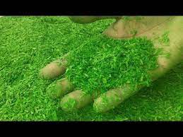 How To Make Artificial Grass For Models Home Made Youtube Artificial Plants Outdoor Artificial Garden Plants How To Make Grass
