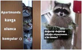 Facebook Taki Kedi Replikleri Patiliyo Com