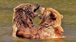 Find & download free graphic resources for bear animals. Bears A Day In The Life Cute Baby Animals Love Nature Youtube
