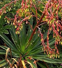 Image result for Beschorneria yuccoides