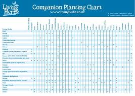 companion planting companion planting chart living herbs